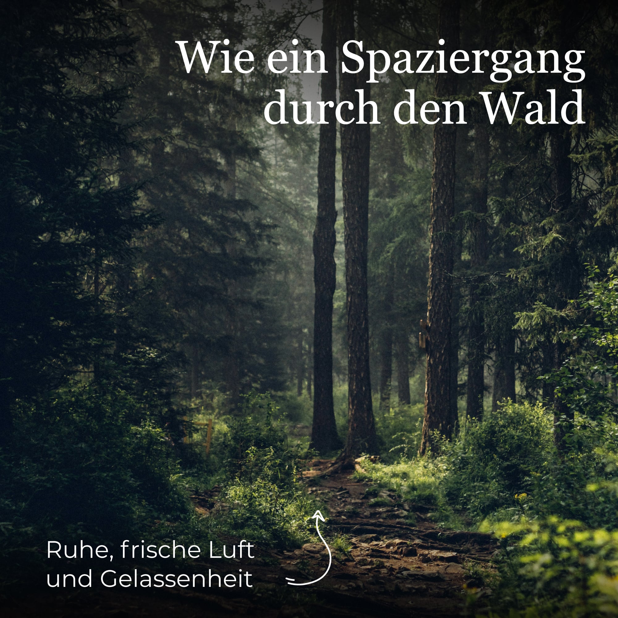 Deine Waldkräuter