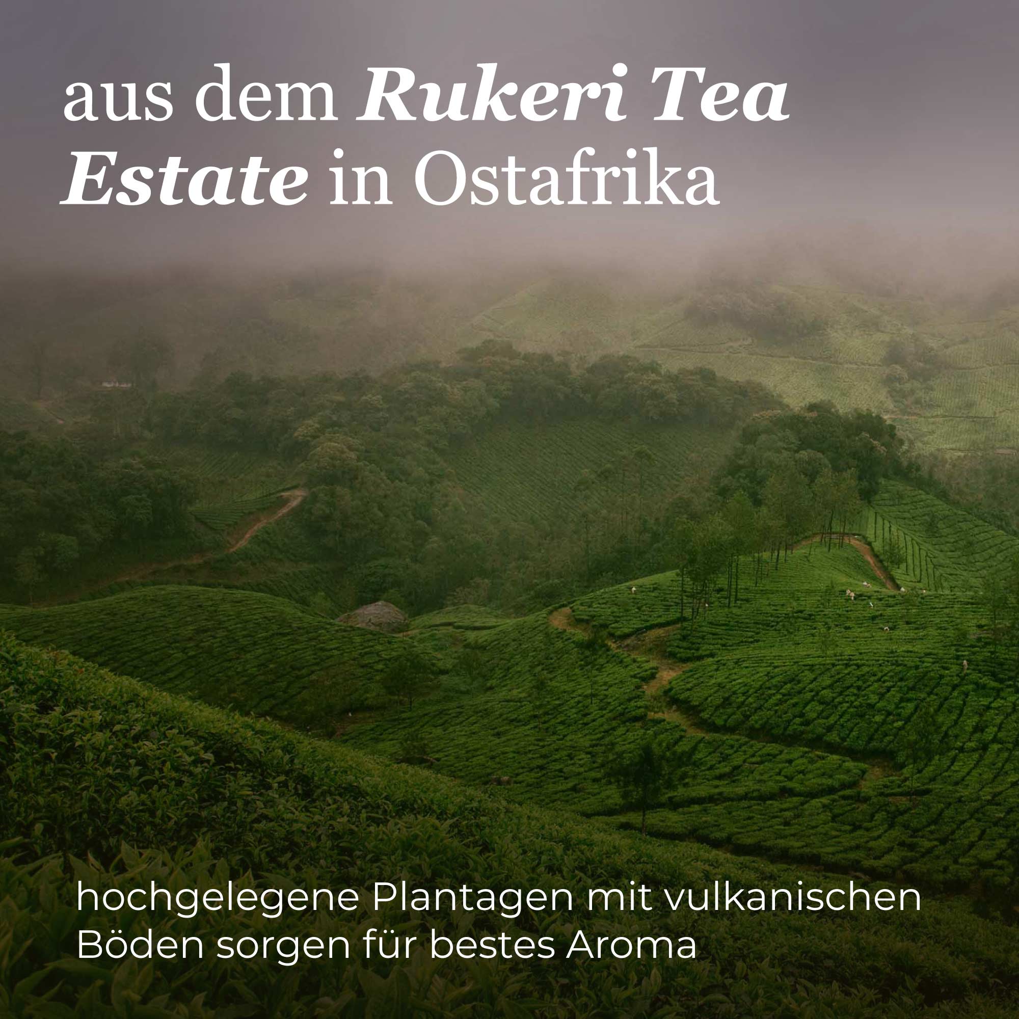 Dein Schwarztee Ruanda Rukeri