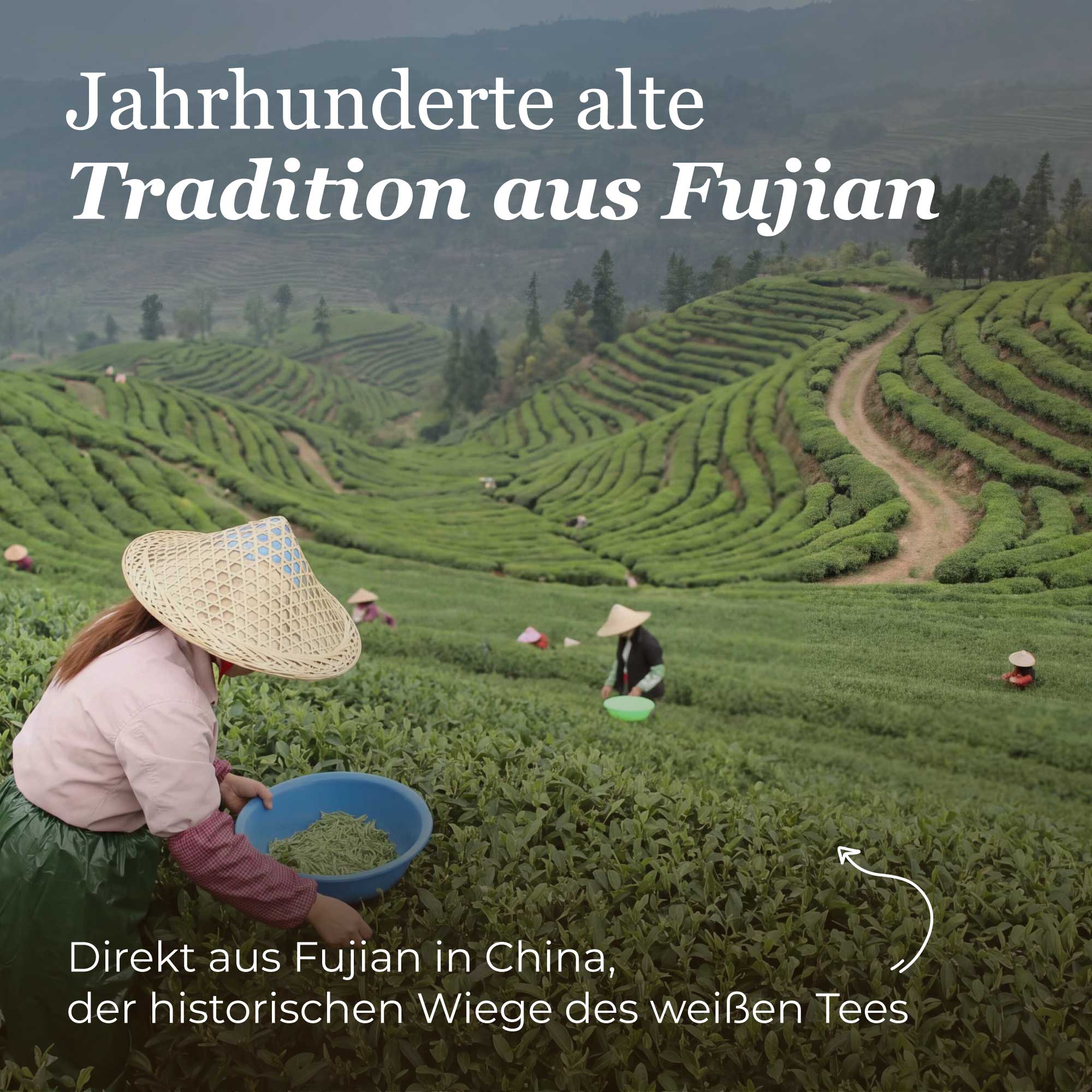 Dein Weißer Tee Pai Mu Tan