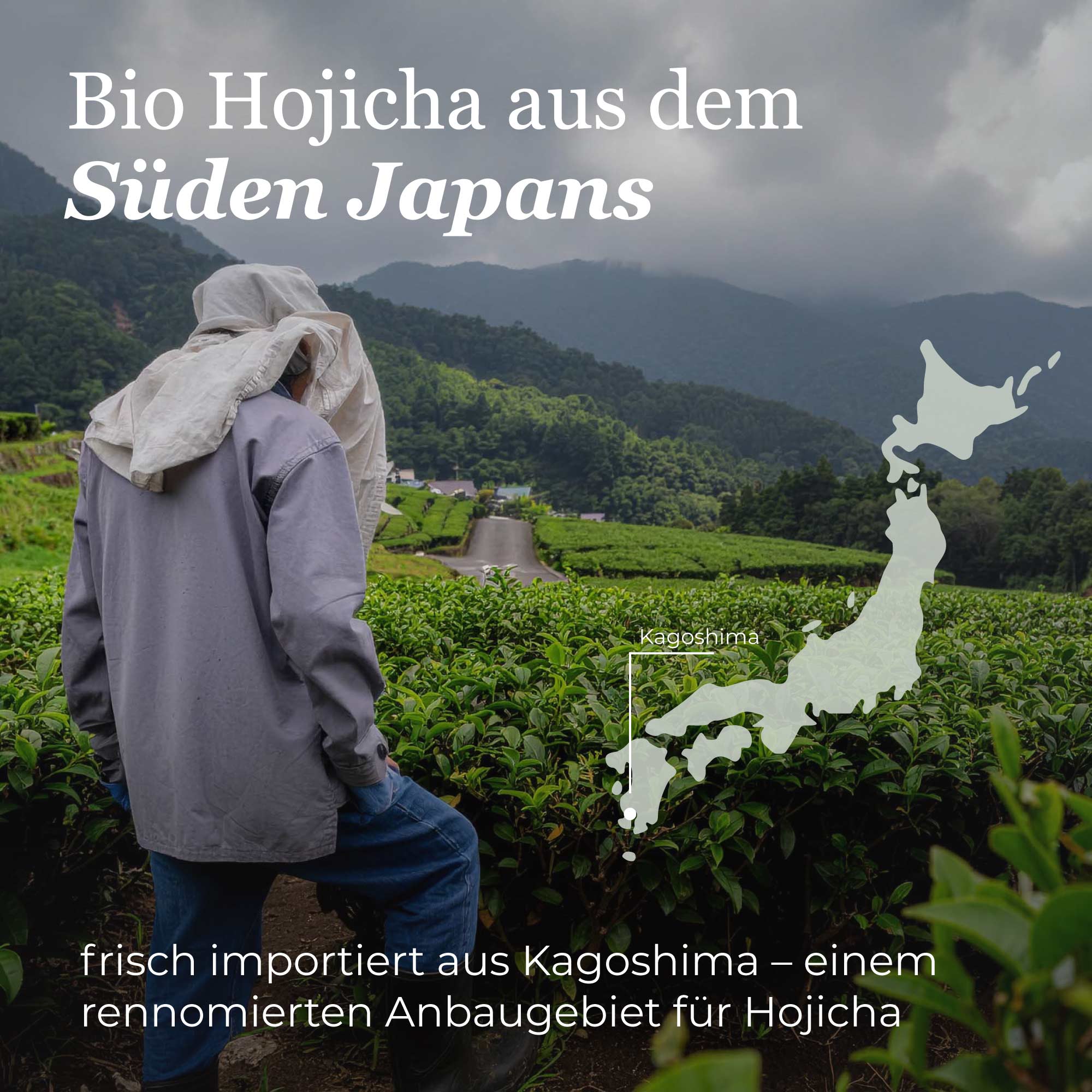 Dein Grüntee Japan Hojicha