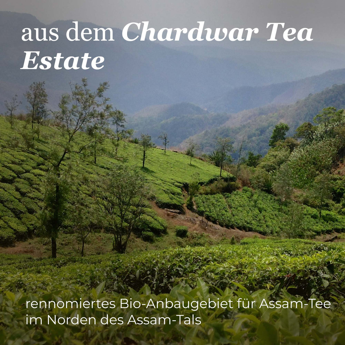 Dein Schwarztee Assam